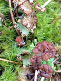 Cladonia gracilis subsp. turbinata image