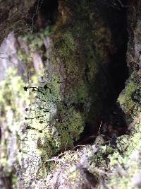 Calicium viride image