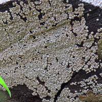 Xylobolus frustulatus image