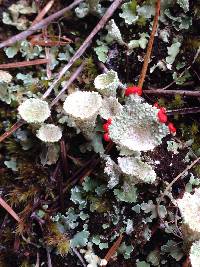 Cladonia pleurota image