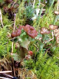 Cladonia gracilis image