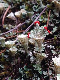 Cladonia pleurota image