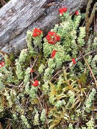 Cladonia bellidiflora image