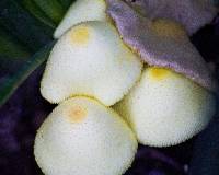 Leucocoprinus birnbaumii image