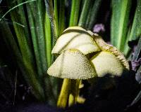 Leucocoprinus birnbaumii image