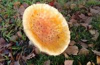 Amanita muscaria image