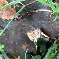 Lactarius turpis image