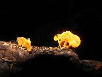 Favolaschia calocera image