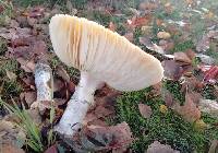 Amanita muscaria image