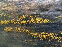 Dacrymyces stillatus image