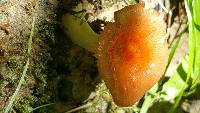 Russula cremoricolor image