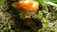 Russula cremoricolor image