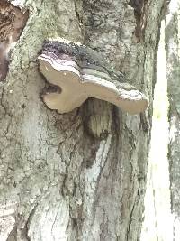 Ganoderma applanatum image