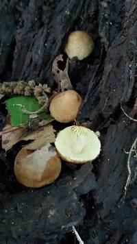 Leucopaxillus gentianeus image