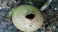 Lycoperdon pyriforme image