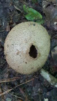 Lycoperdon pyriforme image