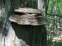 Ganoderma applanatum image