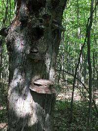 Ganoderma applanatum image