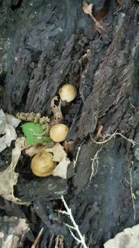 Leucopaxillus gentianeus image