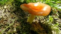 Russula cremoricolor image