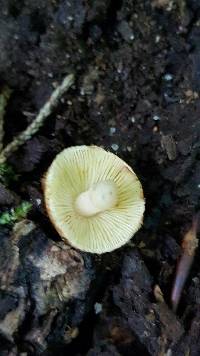 Leucopaxillus gentianeus image