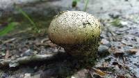 Lycoperdon pyriforme image