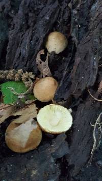 Leucopaxillus gentianeus image