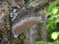 Phellinus tremulae image