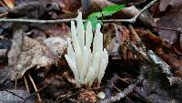 Clavaria fragilis image