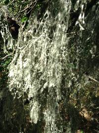 Ramalina menziesii image