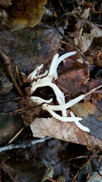 Clavaria fragilis image