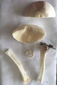 Leucoagaricus leucothites image