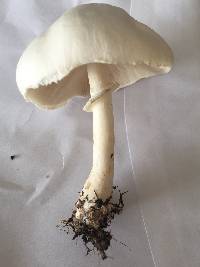 Leucoagaricus leucothites image