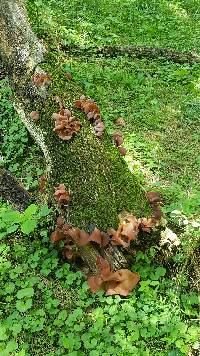 Auricularia auricula-judae image