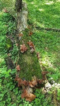 Auricularia auricula-judae image