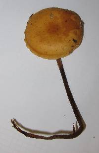 Flammulina velutipes image