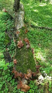 Auricularia auricula-judae image