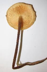 Flammulina velutipes image