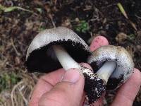 Coprinopsis atramentaria image