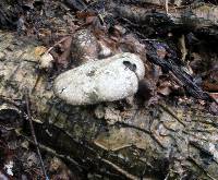 Fomitopsis betulina image