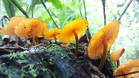 Xeromphalina tenuipes image