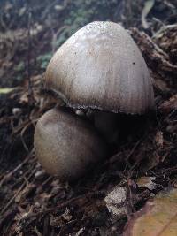 Coprinopsis atramentaria image