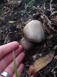 Coprinopsis atramentaria image