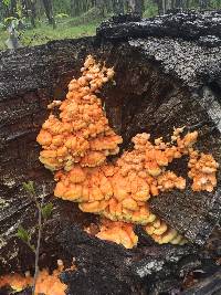 Laetiporus sulphureus image