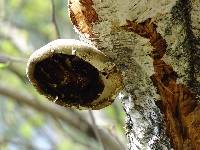 Fomitopsis betulina image