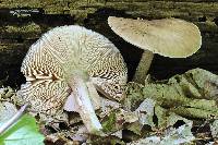 Pluteus cervinus image