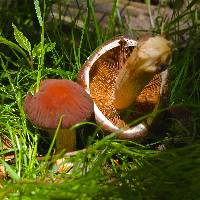 Psathyrella delineata image