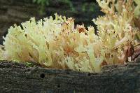 Artomyces pyxidatus image