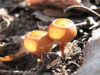 Image of Sclerotinia tuberosa