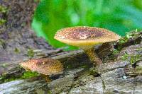 Polyporus arcularius image